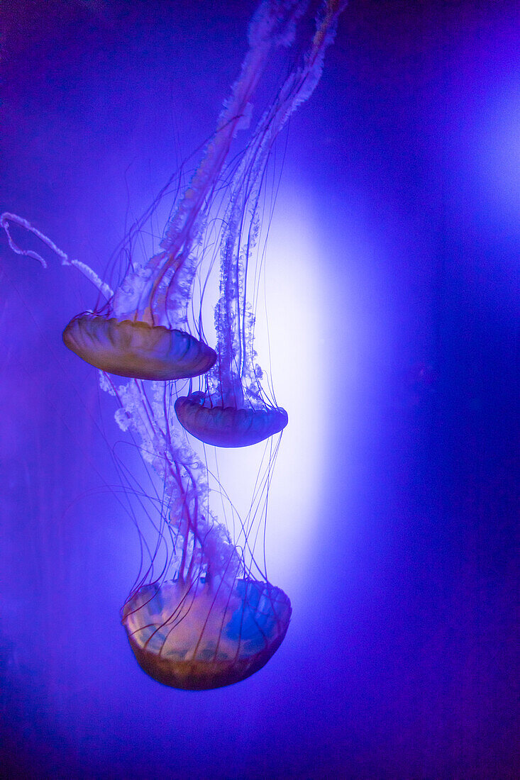 Jellyfish in aquarium exhibit.