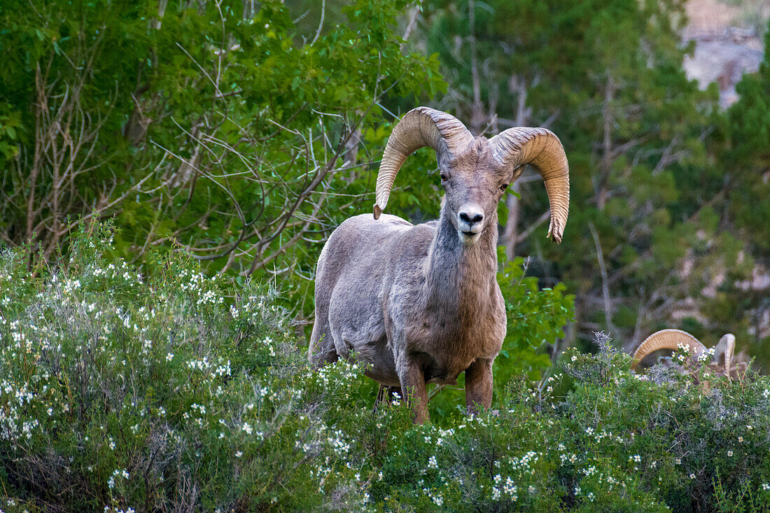 Big horn ram portrait in wildflowers, Dinosaur National Monument, Utah, USA.