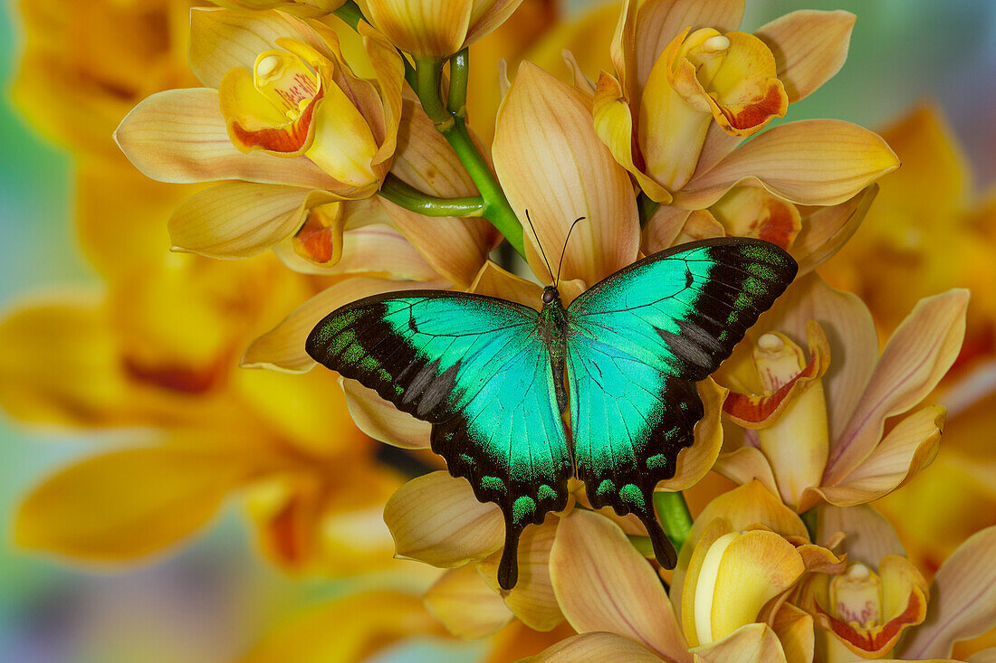 Asiatischer Schwalbenschwanz, Papilio larquinianus, Schmetterling auf großer goldener Cymbidium-Orchidee