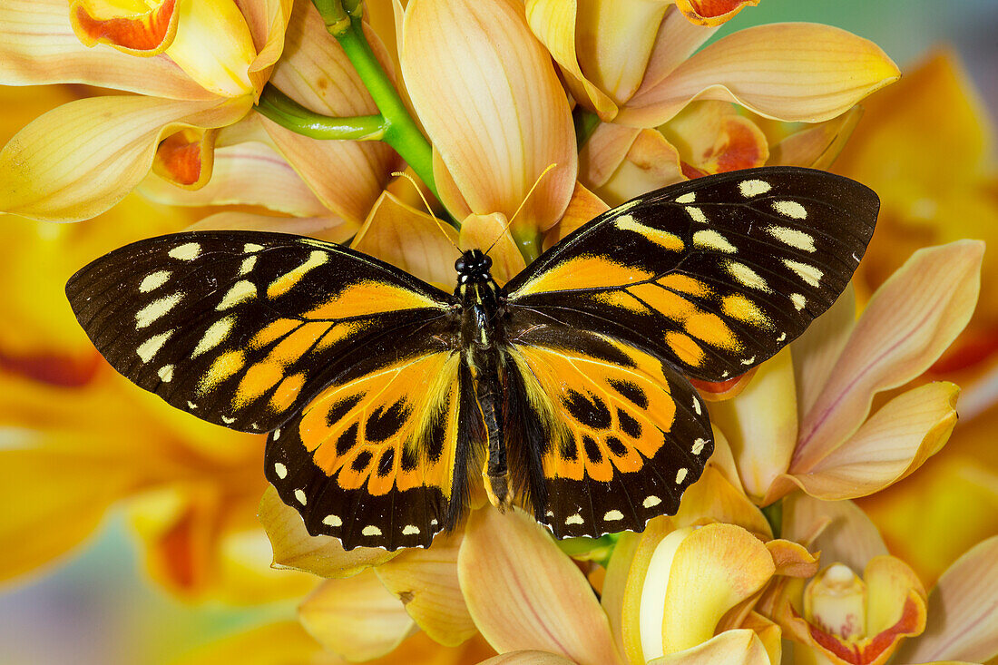 Orange und schwarzer Schmetterling, Papilio zagreuis, auf großer goldener Cymbidium-Orchidee
