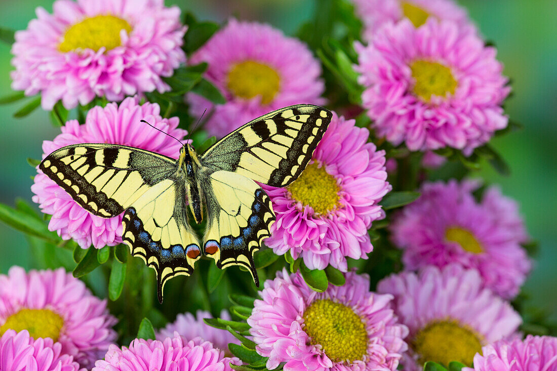 Old world swallowtail butterfly, Papilio machaon, on pink mums.