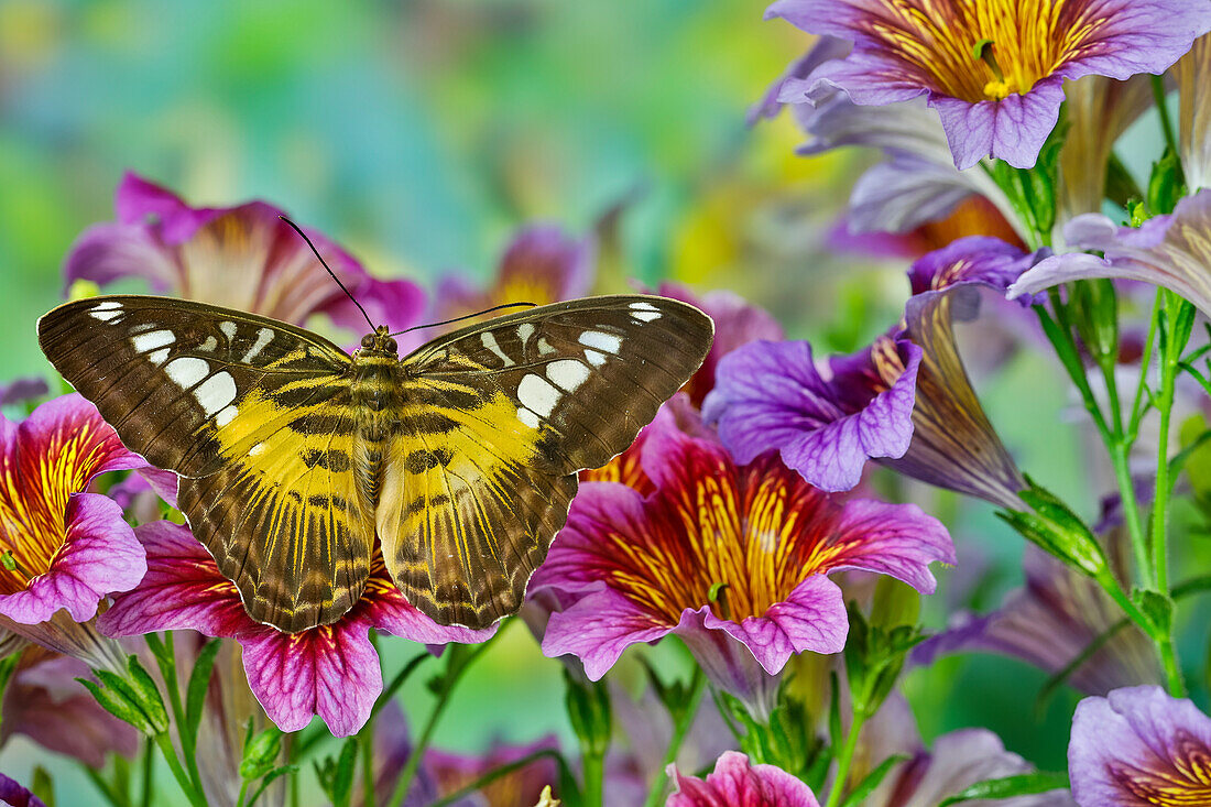 Tropical butterfly (Parthenos sylvia philippinensis) on painted tongue flowers