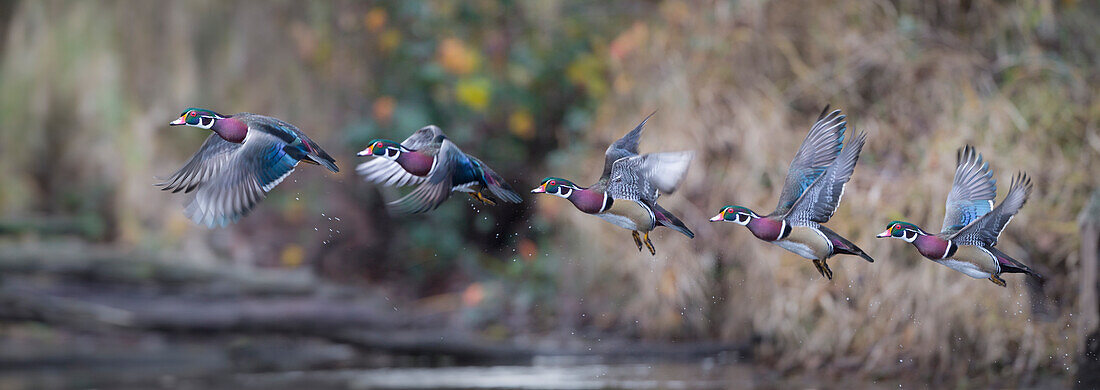 USA, Washington State. Sequence flight of an adult male Wood Duck (Aix Sponsa) over a marsh. Digital composite.
