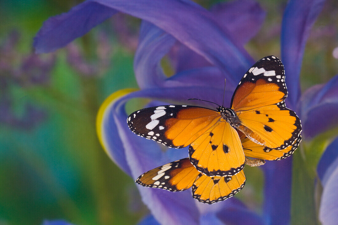 Butterfly, Danaus chrysippus, reflection along with blue Dutch iris