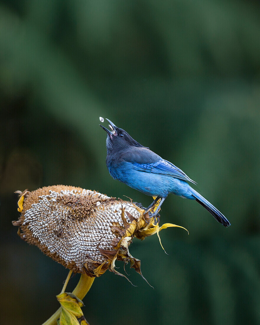 USA, Staat Washington. Diademhäher (Cyanocitta stelleri) sammelt Sonnenblumenkerne aus einem Hinterhofgarten.