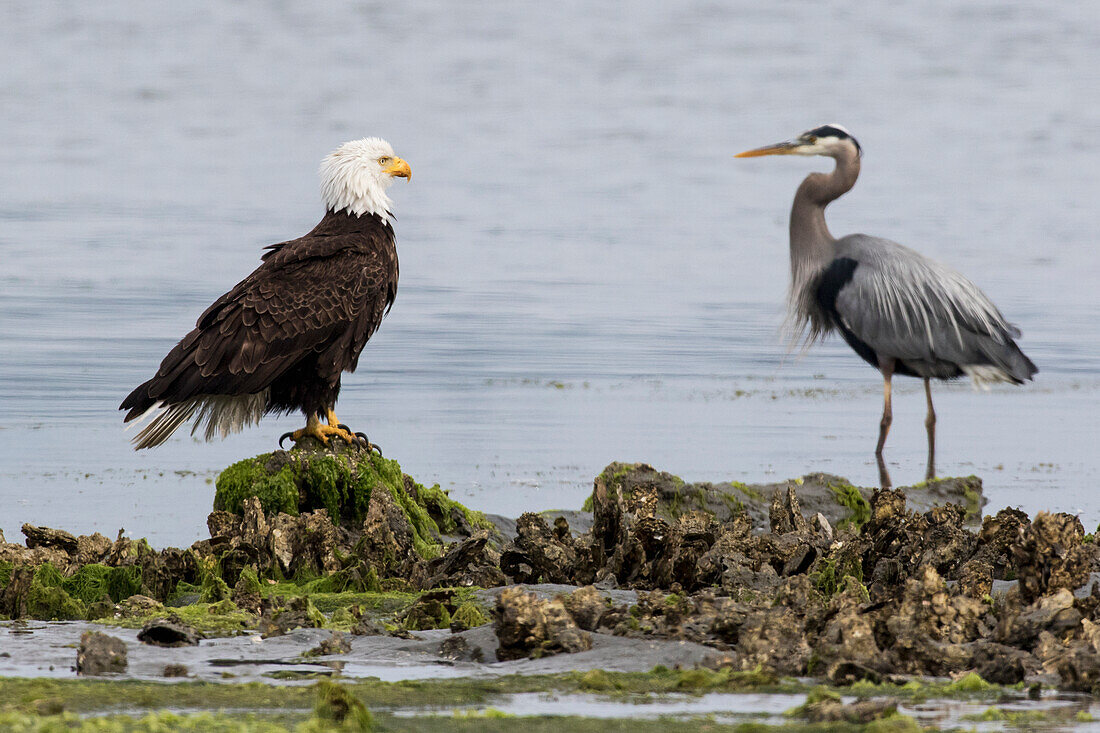 Bald Eagle and Great Blue Heron