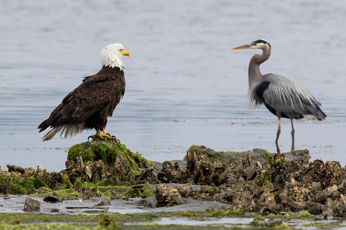 Weißkopfseeadler und Graureiher