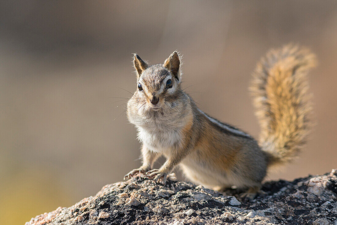 USA, Washington State. Least Chipmunk (Tamias minimus) pauses from gathering seeds on Cooper Ridge.