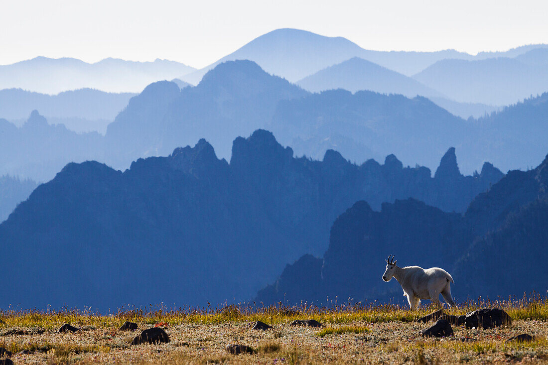 Mountain Goat, Cascade Mountain Range