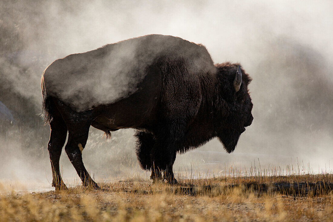 Bison im Nebel, Upper Geyser Basin in der Nähe von Old Faithful, Yellowstone-Nationalpark, Wyoming.