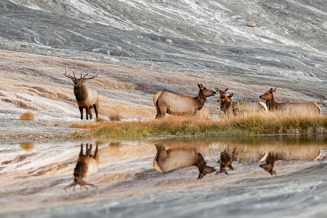 Bull Elk and herd of females and reflection, Canary Spring, Yellowstone National Park, Wyoming.
