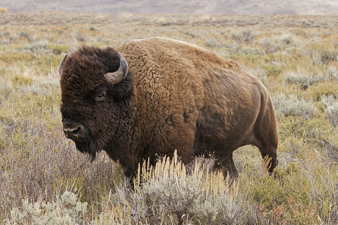 American Bison in sagebrush meadow. Grand Teton National Park