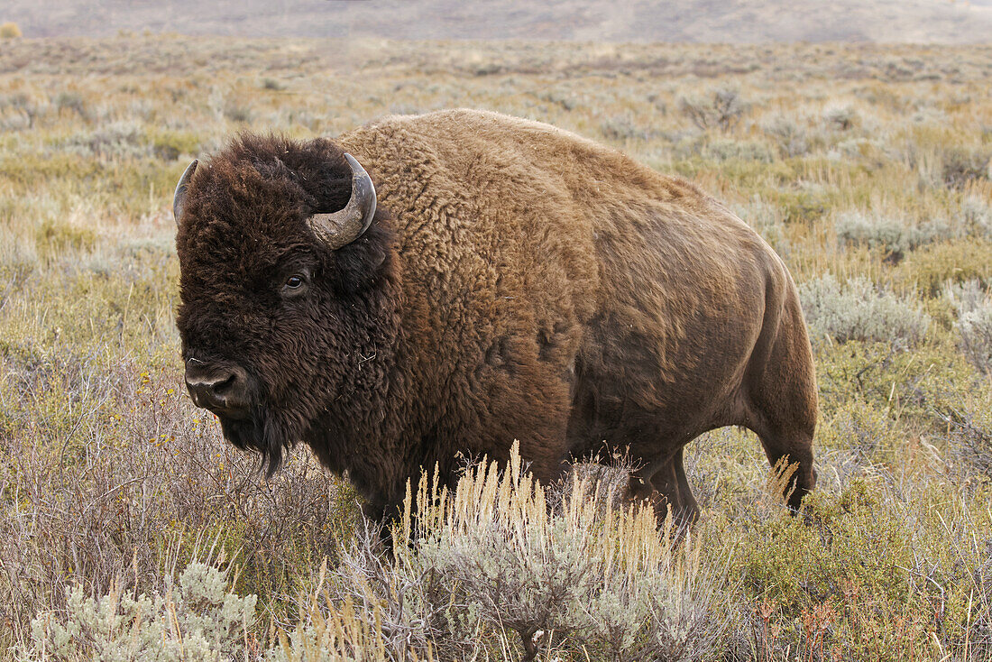 Amerikanischer Bison auf der Beifußwiese. Grand-Teton-Nationalpark