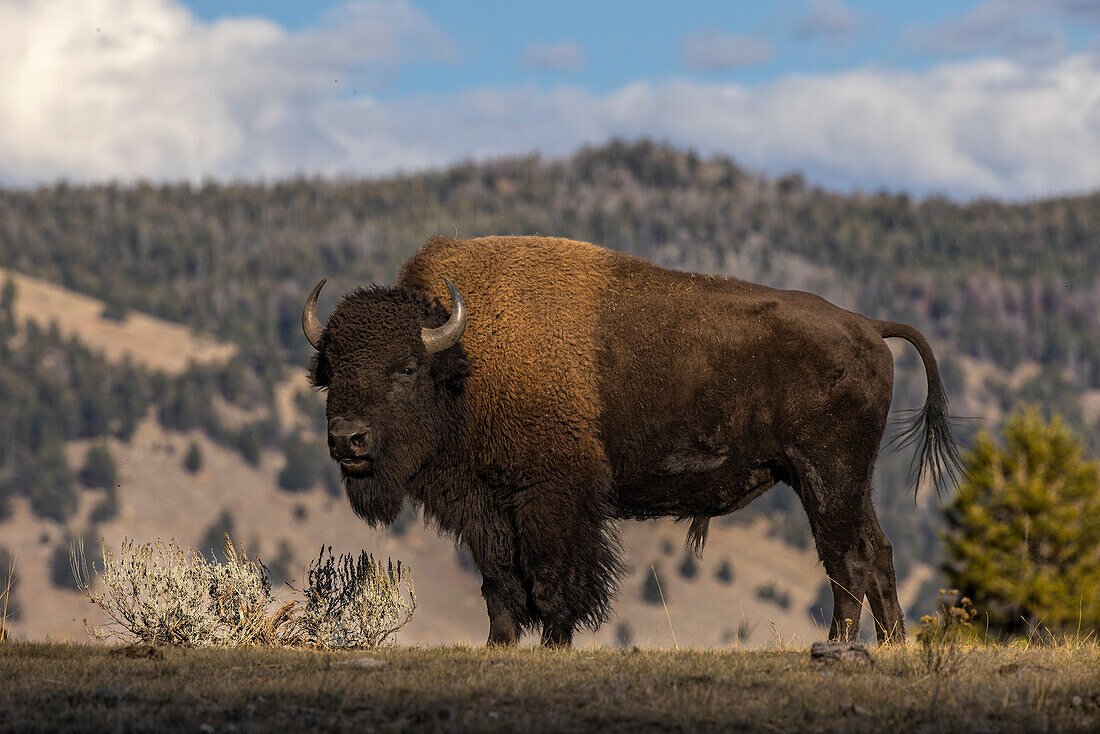 American Bison. Yellowstone National Park, Wyoming