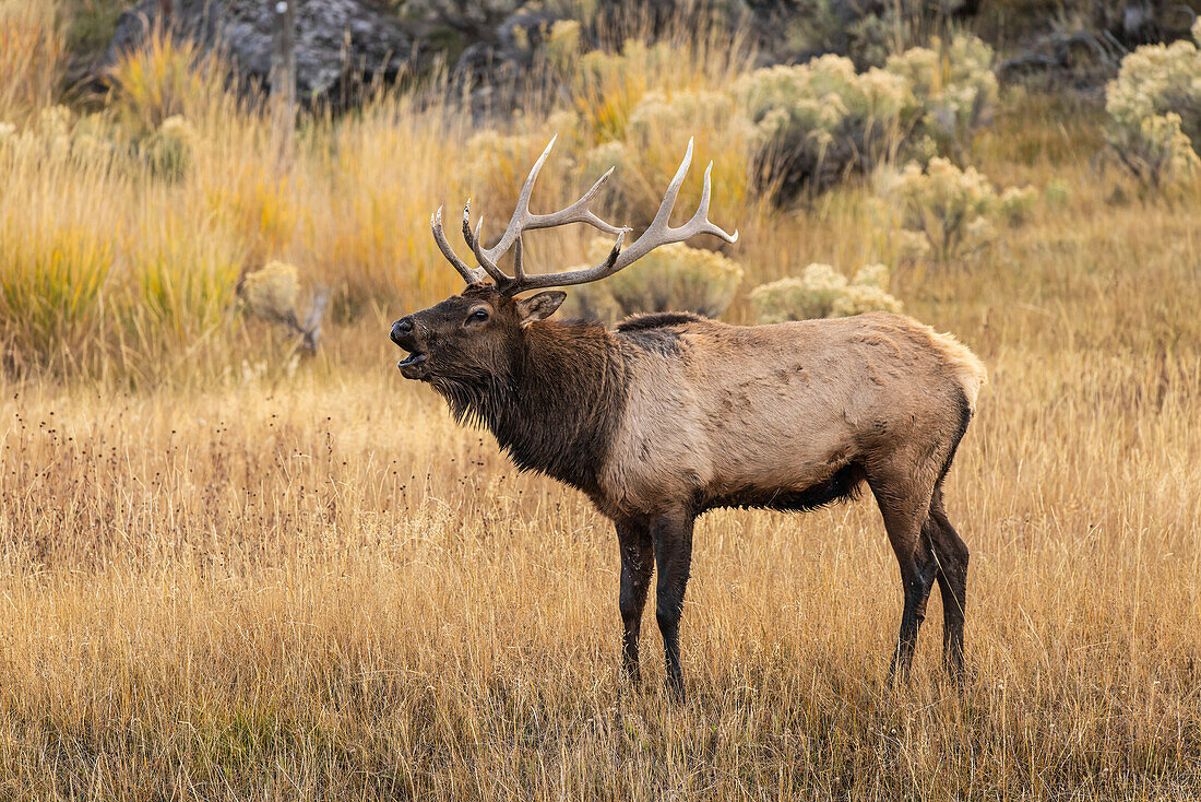 Elchbulle, Signalhorn oder Wapiti, Yellowstone National Park, Wyoming