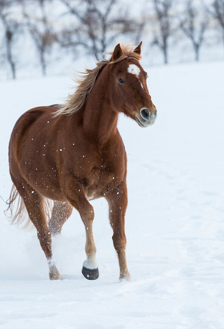 Cowboy-Pferd fahren auf Hideout Ranch, Shell, Wyoming. Einzelnes Pferd, das in Schnee läuft.