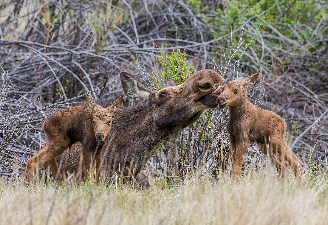 Usa, Wyoming, Sublette County, a cow moose licks her newborn calf.