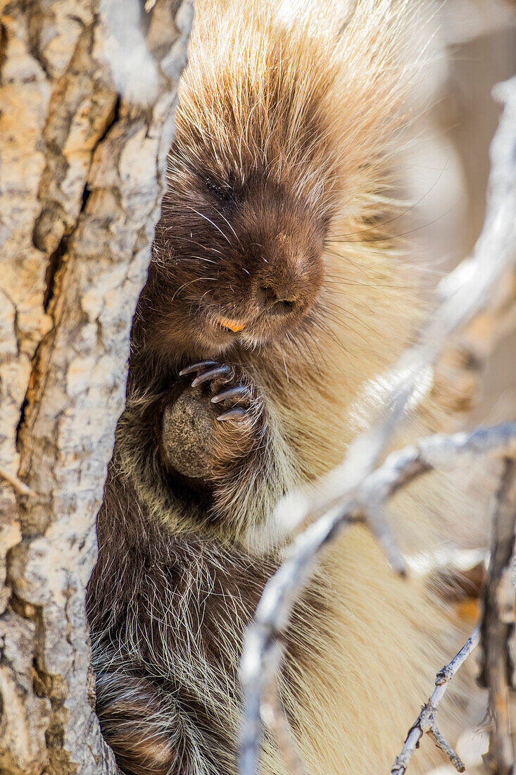 Usa, Wyoming, Sublette County, a Porcupine peers from the trunk of a cottonwood tree.