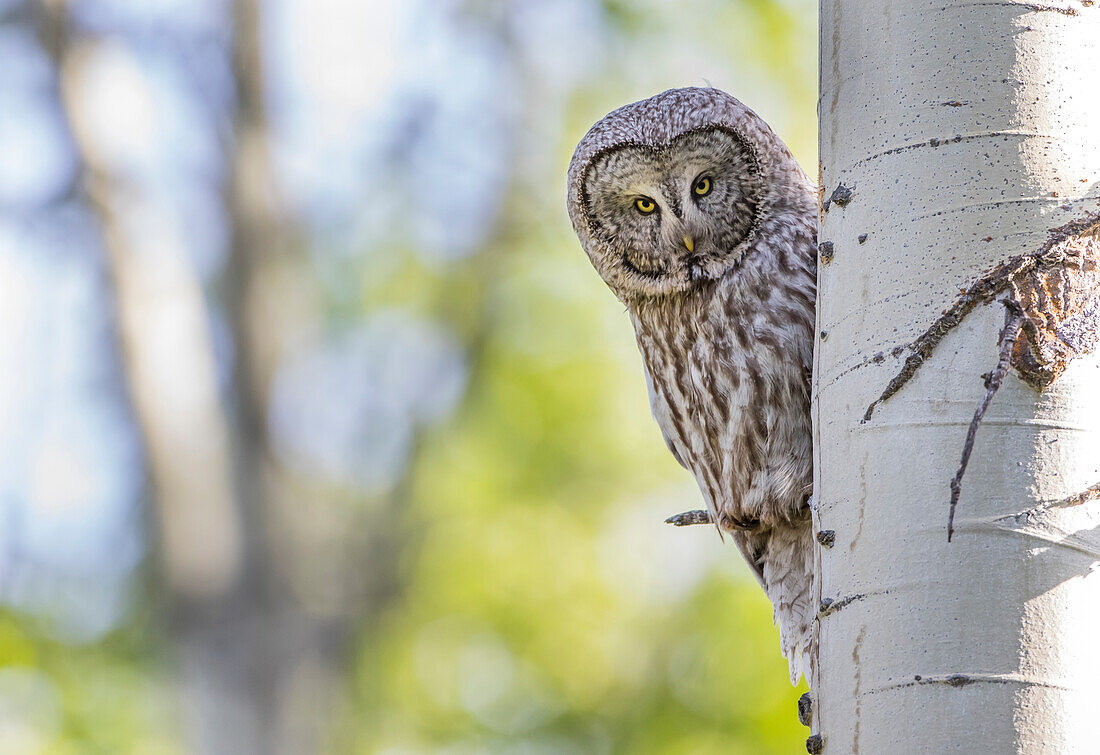 Usa, Wyoming, Grand Teton National Park, an adult Great Gray Owl stares from behind an aspen tree.