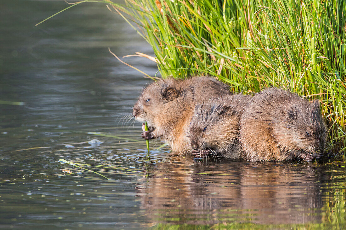 Usa, Wyoming, Sublette County, three young muskrats feed on sedges in a pond.