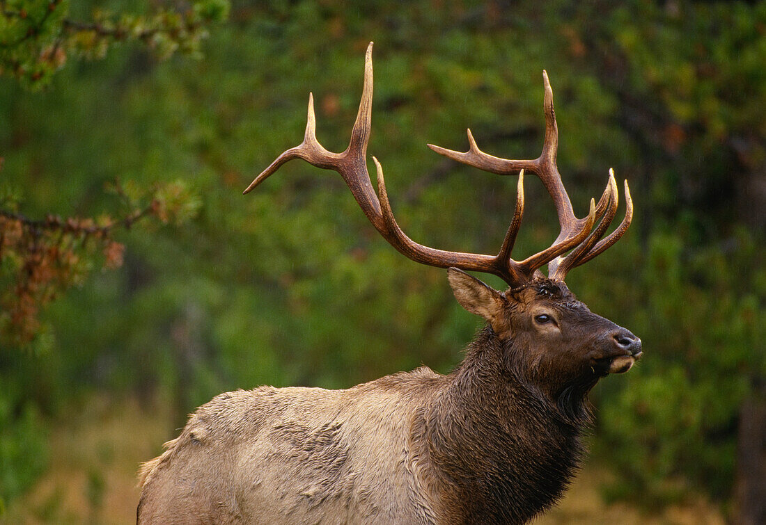 Rocky Mountain Elk (Cervus canadensis nelsonii) bull in fall rainstorm, Yellowstone National Park, Wyoming, USA