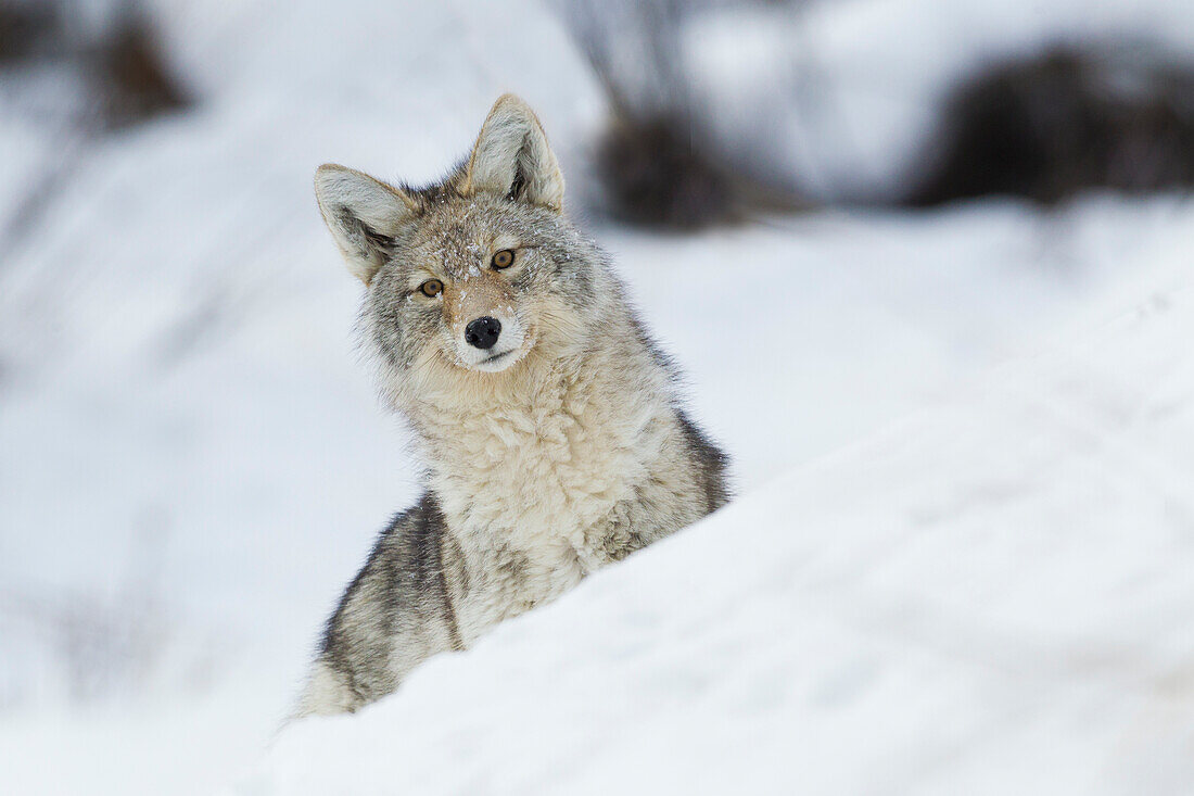 Kojote im Winter