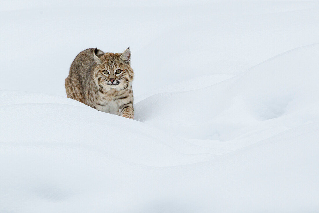 Bobcat, Anpirschen im Tiefschnee