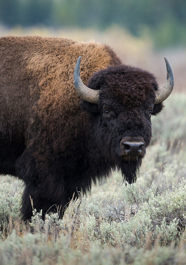 Amerikanischer Bisonbulle, Bisonbison, Grand-Teton-Nationalpark, Wyoming, USA, wild