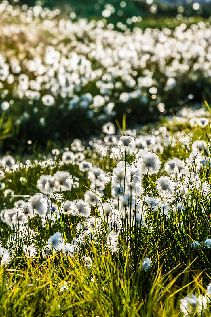 Cotton grass in the small settlement of Ilimanaq, Disko Bay, Baffin Bay, Ilulissat, Greenland