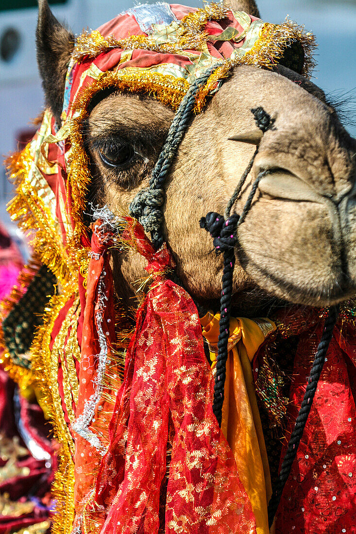 Udaipur, Rajasthan, India. India decorated Camel, Diwali Festival of Lights