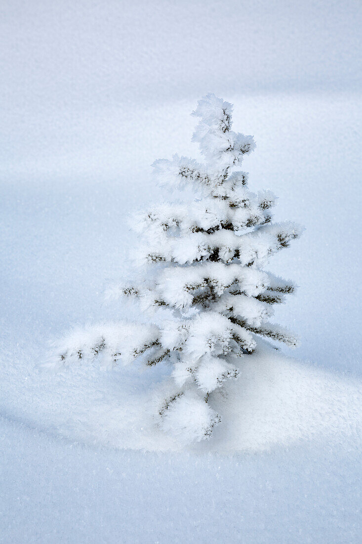 Canada, Alberta, Jasper National Park, Tiny, snow-covered fir tree