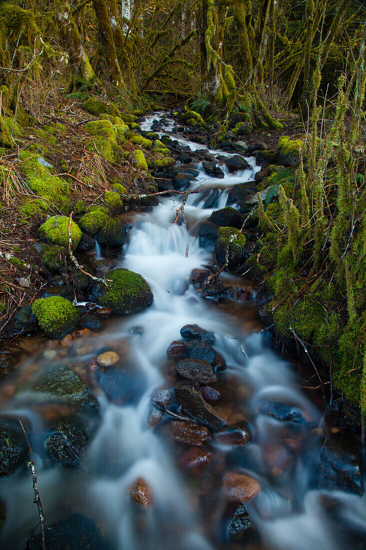 Stream im Regenwald in der Nähe von Alice Lake Provincial Park, Squamish, British Columbia, Kanada