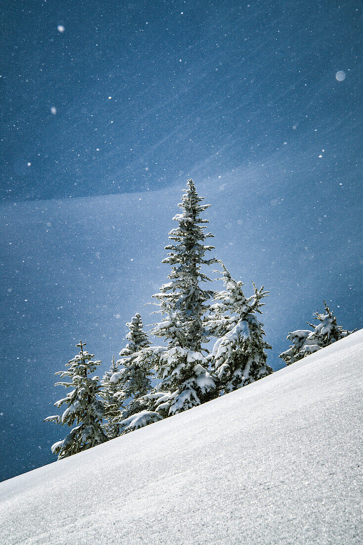 Kanada, British Columbia. Einsamer Baum am alpinen Hang im Winterschnee.
