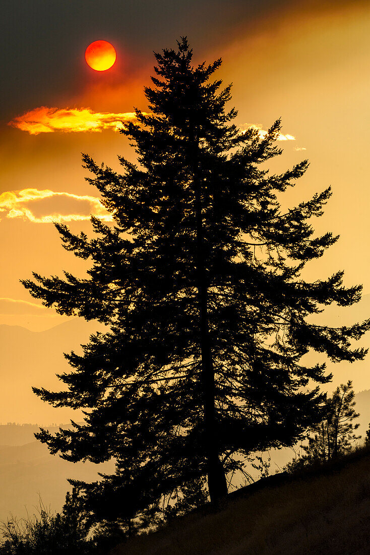 Canada, British Columbia. Wildfire smoke blankets sun and silhouetted tree.