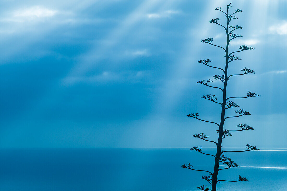 Spanien, Kanarische Inseln, Insel La Palma, Santa Cruz de la Palma, dramatischer Himmel und Baum