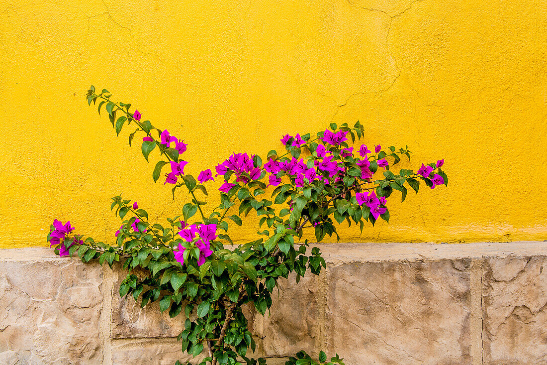 Pflanze gegen die Wand in Tlaquepaque, in der Nähe von Guadalajara, Jalisco, Mexiko.