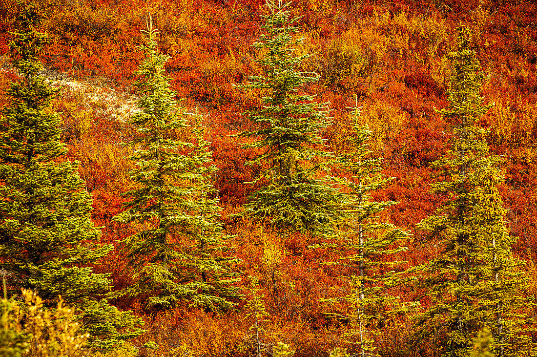 USA, Alaska, Herbsthang