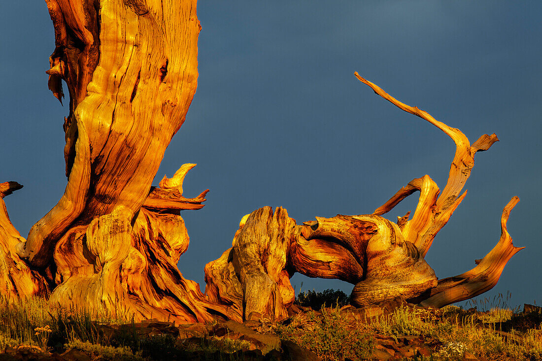 Bristlecone Pine bei Sonnenuntergang, White Mountains, Inyo National Forest, Kalifornien