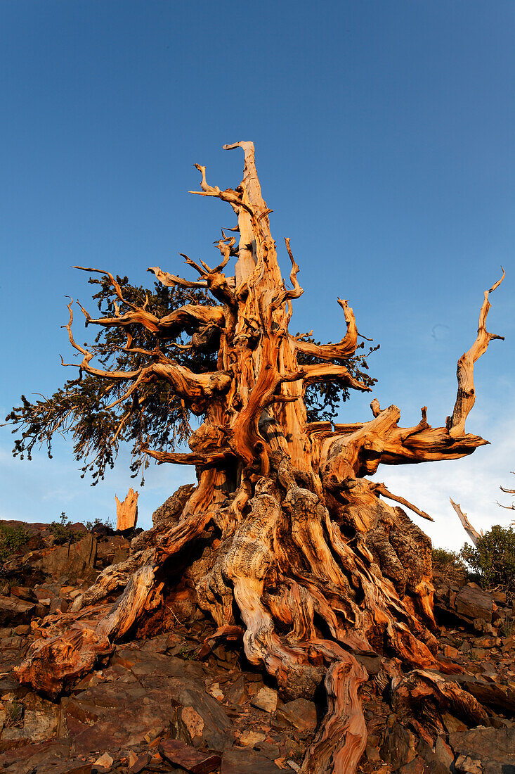 Bristlecone pine at sunset, White Mountains, Inyo National Forest, California