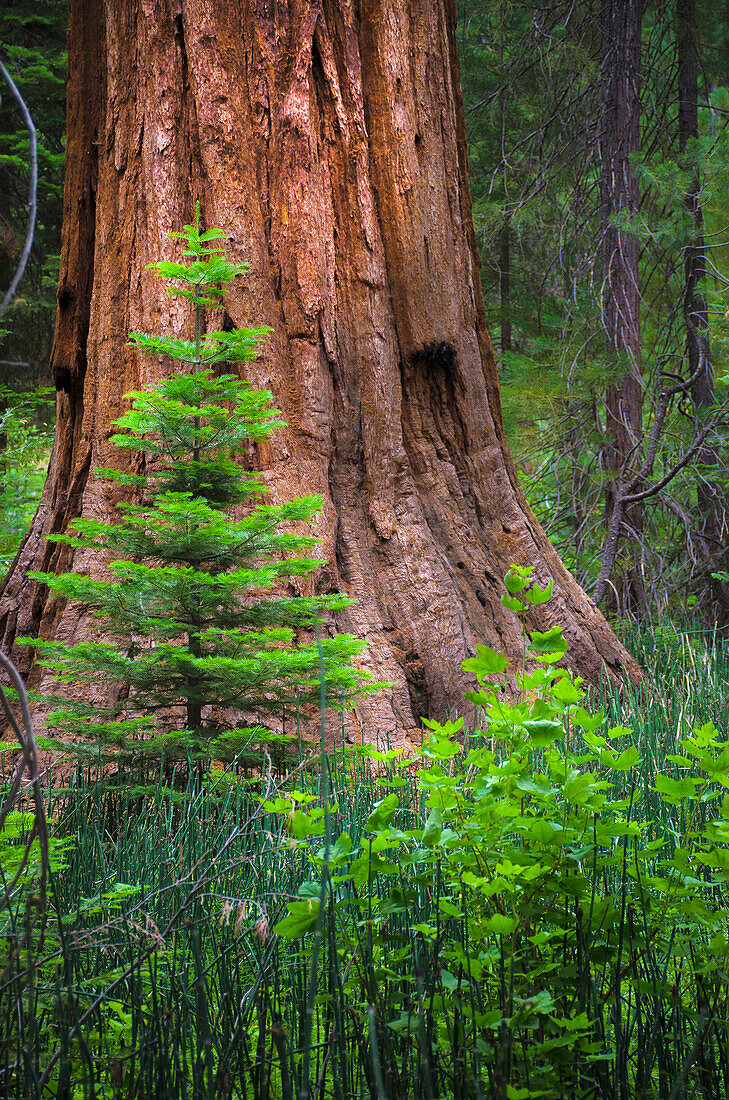 Mariposa Grove, Yosemite, Sierra Mountains, California, USA