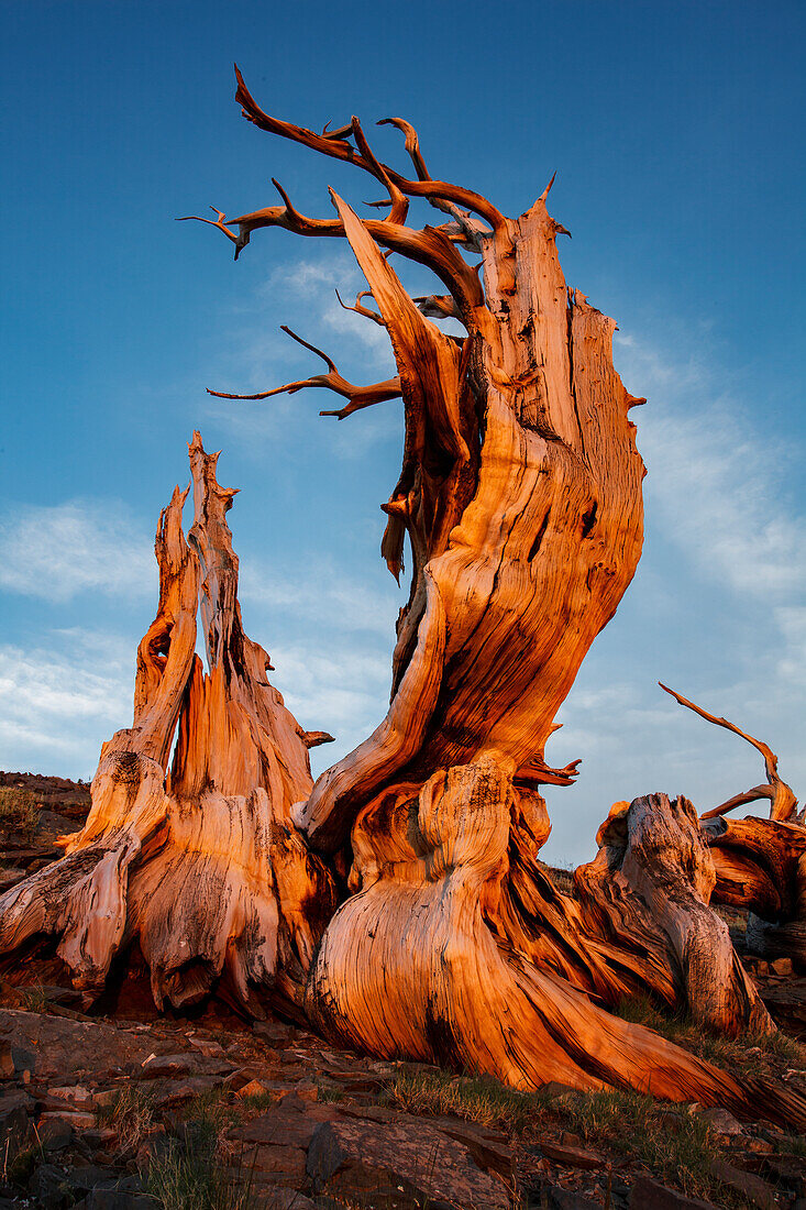 Bristlecone Pine bei Sonnenuntergang, White Mountains, Inyo National Forest, Kalifornien