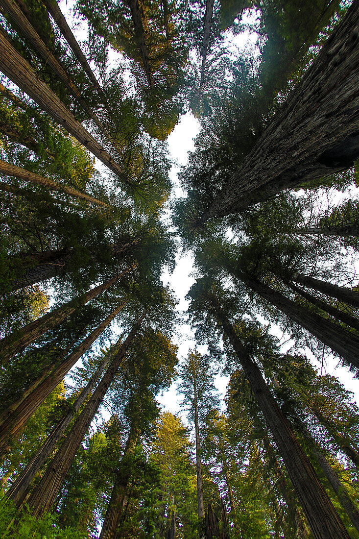 Nachschlagen in Hain von Mammutbäumen, Del Norte Coast Redwoods State Park, Kalifornien