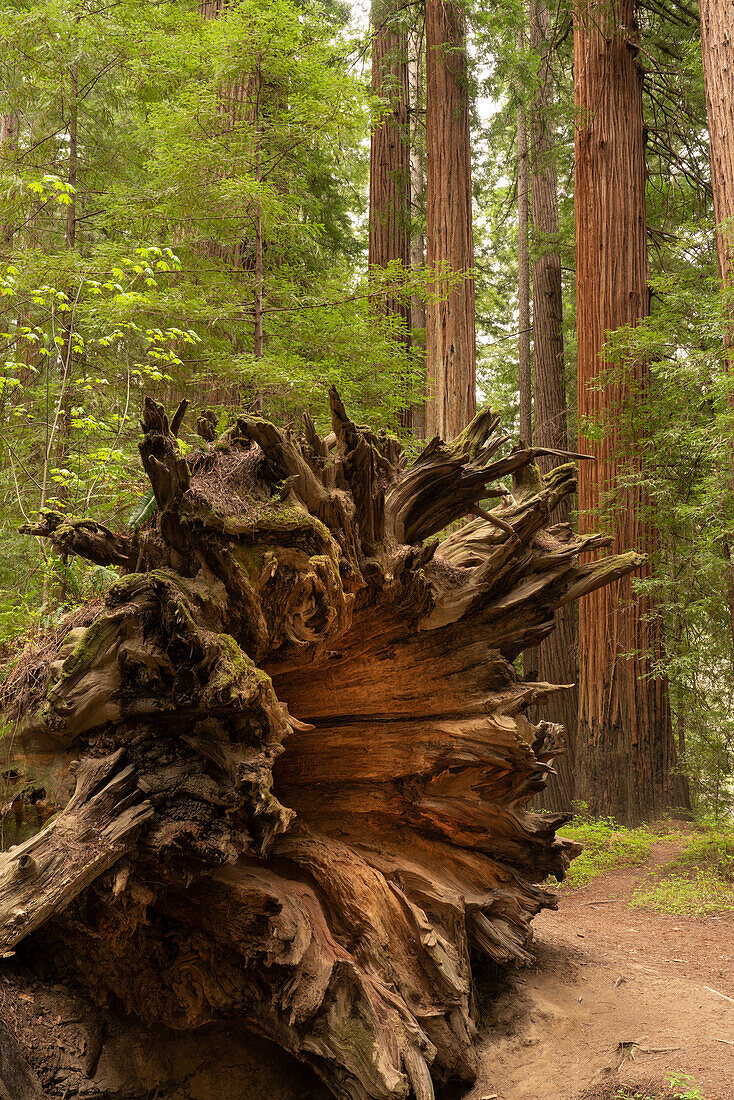 USA, Kalifornien, Humboldt Redwoods State Park. Umgedrehte Wurzeln des gefallenen Küstenmammutbaums.