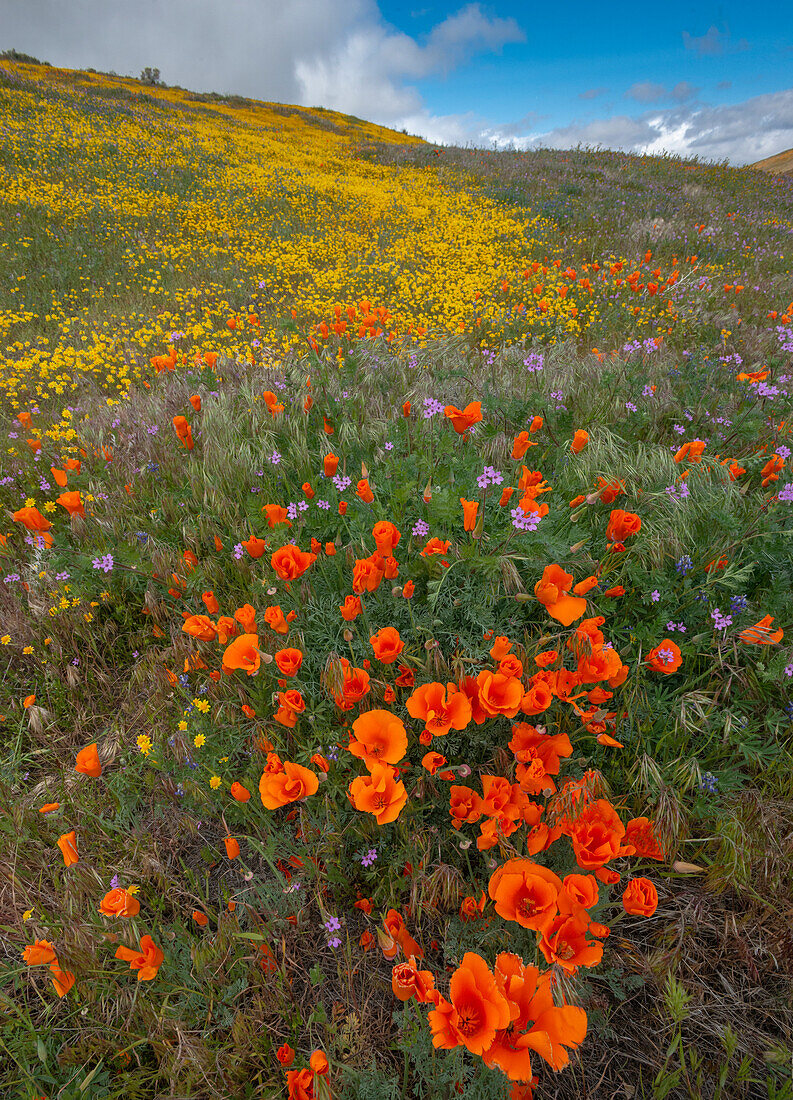 Orange Poppies, Goldfields und Filaree sind vor Wind in der Nähe von Lancaster und dem Antelope Valley California Poppy Reserve geschützt