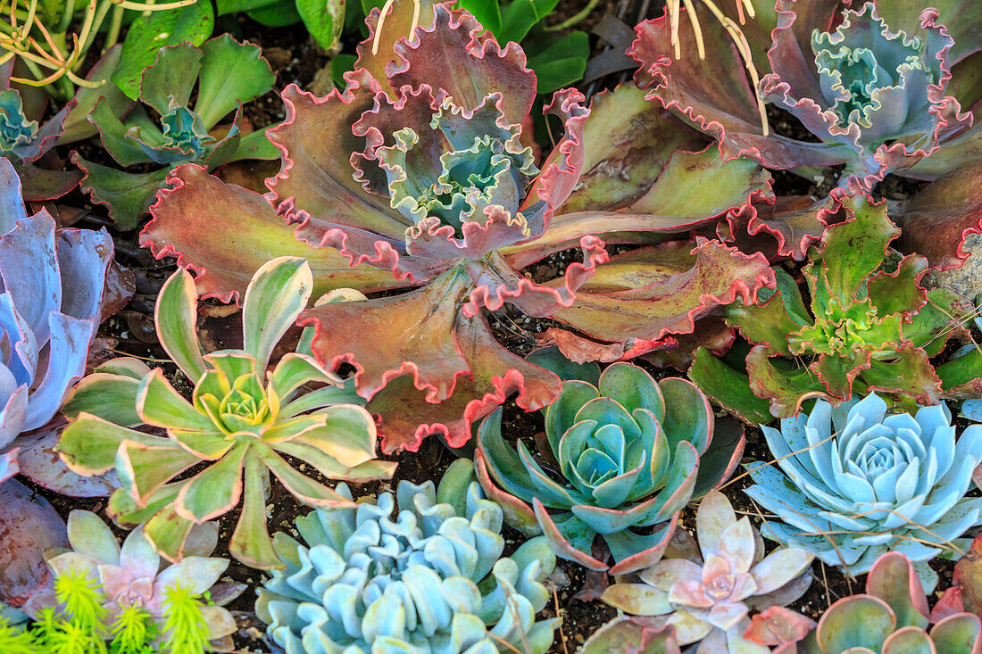 Close-up of succulent plants, San Diego, California, USA.
