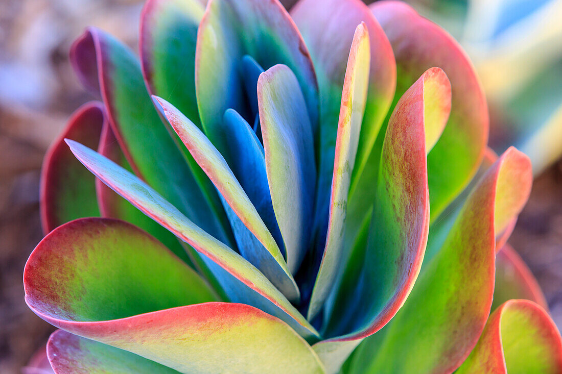 Close-up of succulent plants, San Diego, California, USA.