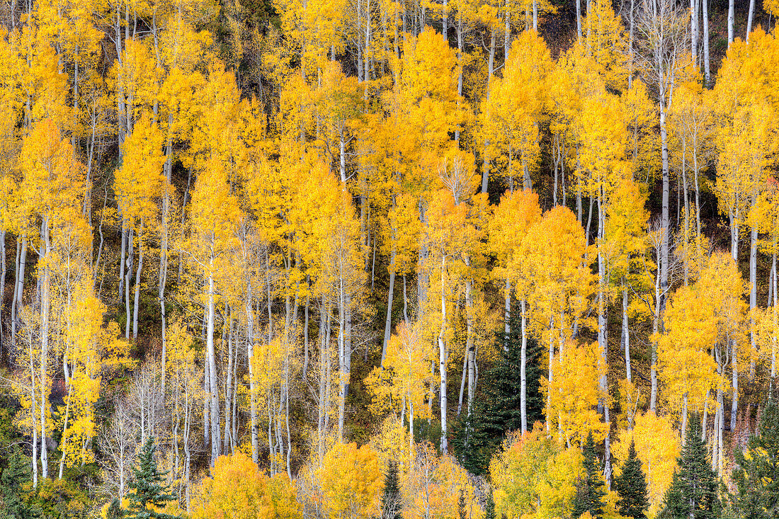 USA, Colorado, Rocky Mountains. Espenbäume im Herbst