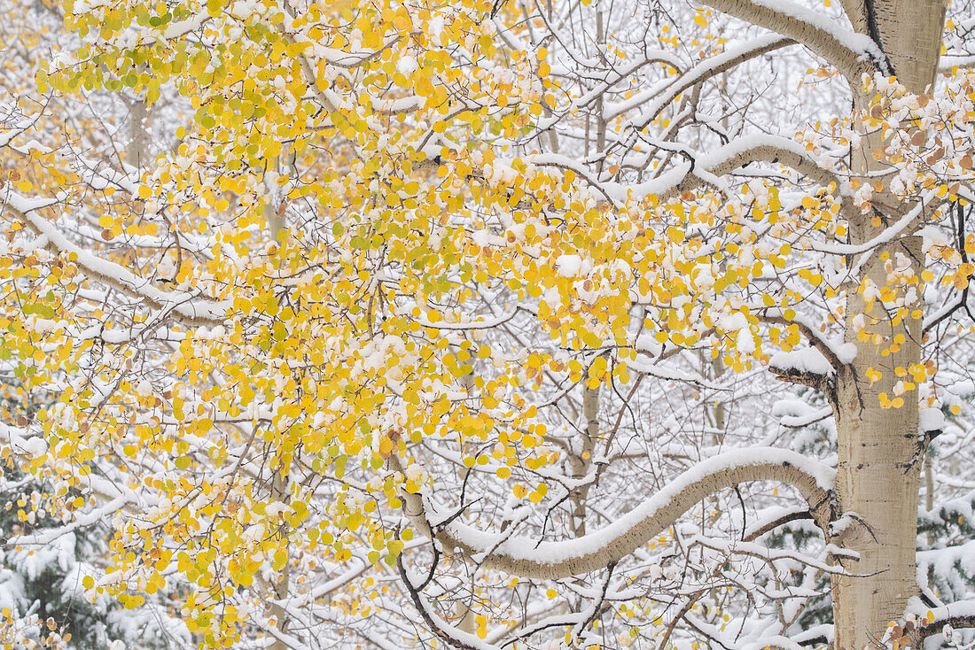 USA, Colorado, White River National Forest. Snow coats aspen trees in winter