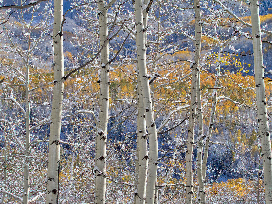 USA, Colorado, San Juan Mts. Fresh snow on aspens in the fall.