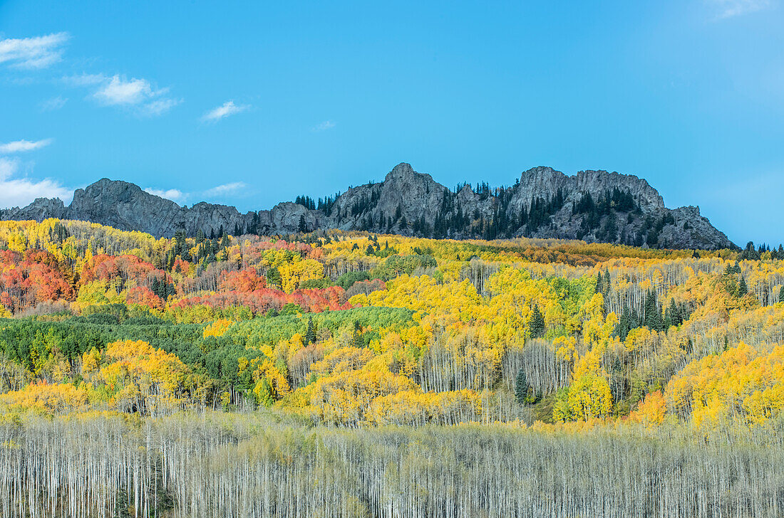 Usa, Colorado, Gunnison National Forest, Autumn Color at Kebler Pass